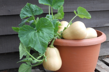 Picture of Winter Squash Butter Bush F1